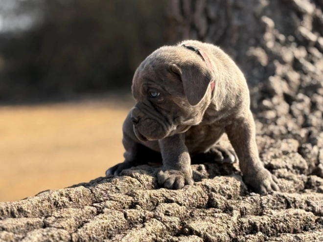 Italian Mastiff puppy for sale