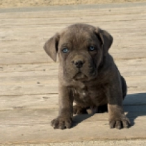 Perros Mastín Italiano en venta
