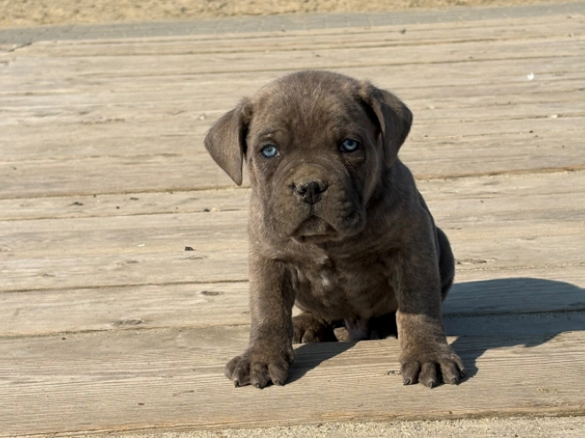 Italian Mastiff puppy for sale