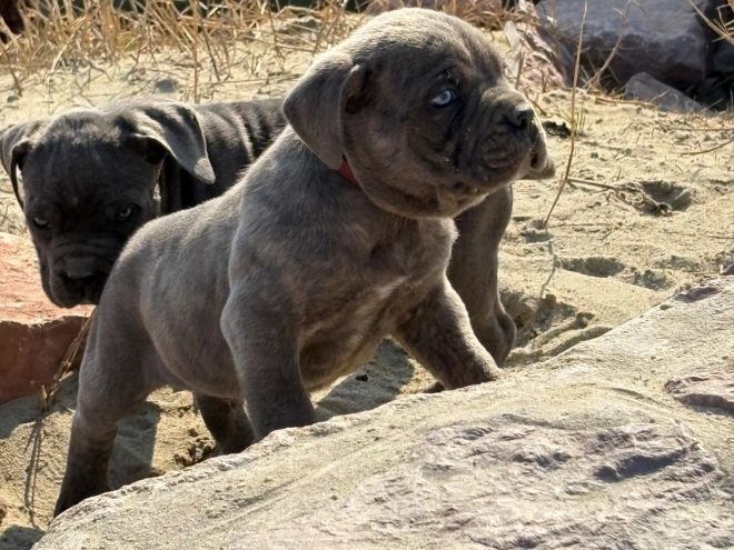 Italian Mastiff puppy for sale