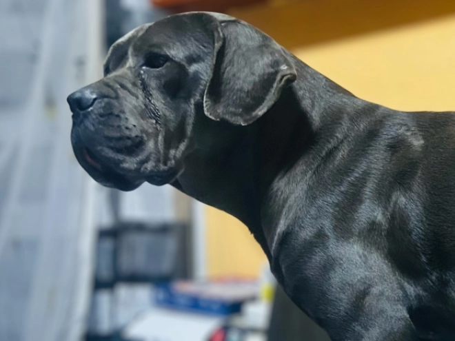 Italian Mastiff puppy for sale