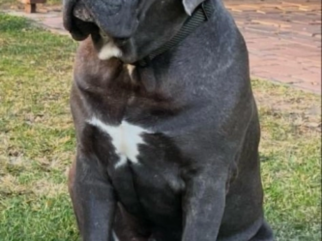 Italian Mastiff puppy for sale