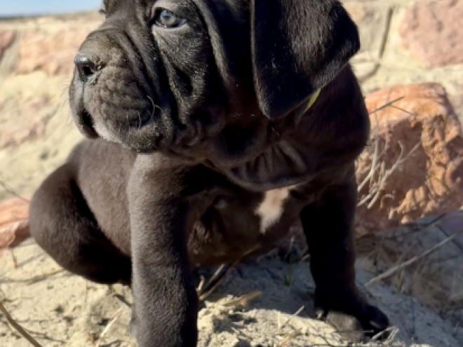 Cane Corso Italiano Welpe kaufen