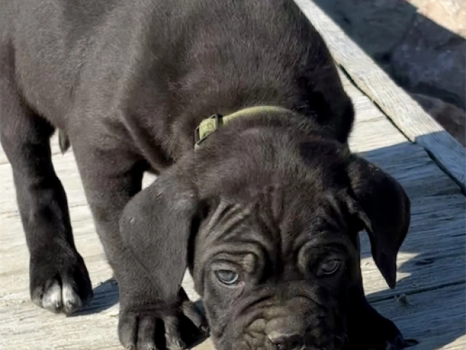 Cane Corso Italiano Welpe kaufen
