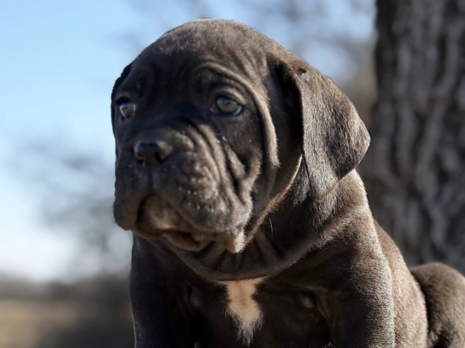 Cane Corso Italiano Welpe kaufen
