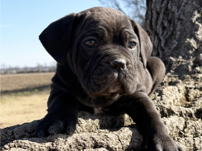 Cane Corso Italiano Welpe kaufen