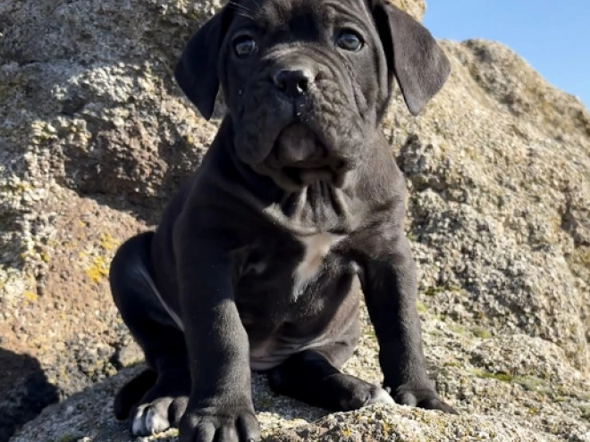 Cane Corso Italiano Welpe kaufen