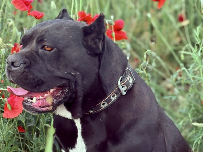 Perros Mastín Italiano en venta