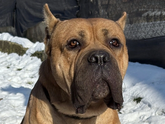 Italian Mastiff puppy for sale