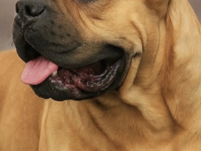 Italian Mastiff puppy for sale
