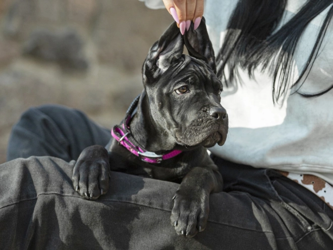 Perros Mastín Italiano en venta
