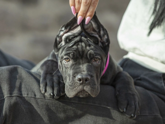 Perros Mastín Italiano en venta