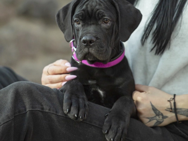 Perros Mastín Italiano en venta