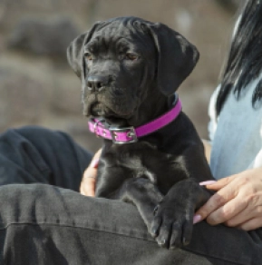 Cane Corso Italiano Welpe kaufen