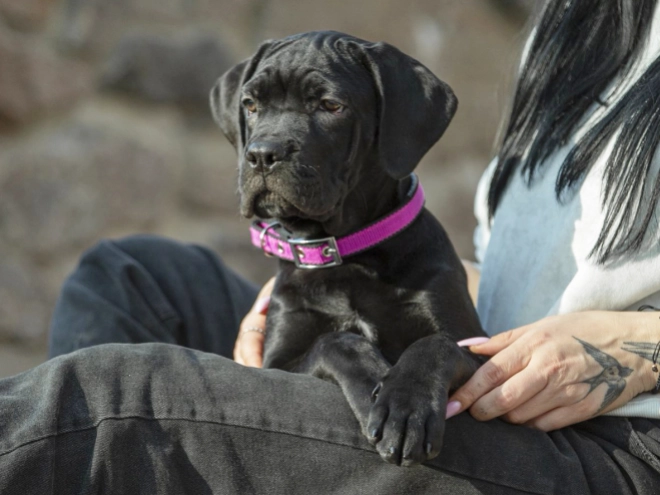 Perros Mastín Italiano en venta