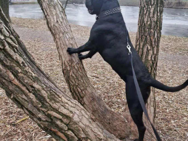 Perros Mastín Italiano en venta