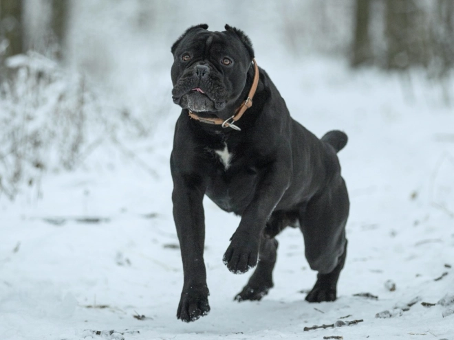 Perros Mastín Italiano en venta