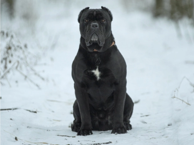 Perros Mastín Italiano en venta