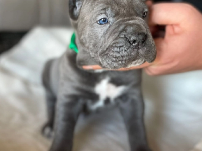 Italian Mastiff puppy for sale
