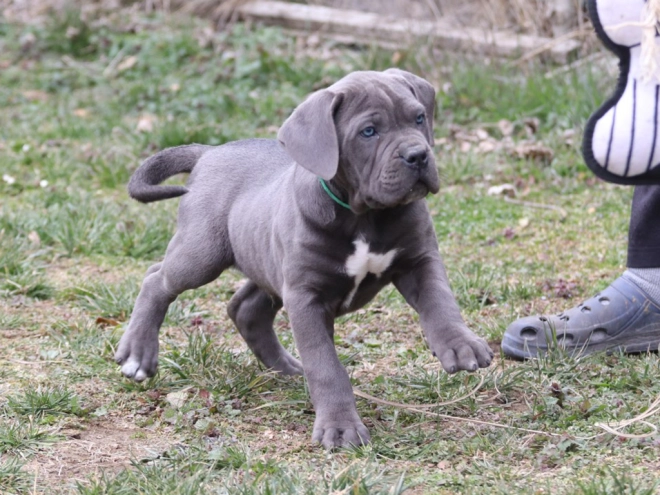 Italian Mastiff puppy for sale
