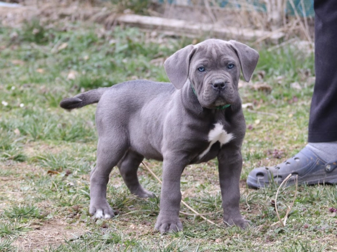 Italian Mastiff puppy for sale
