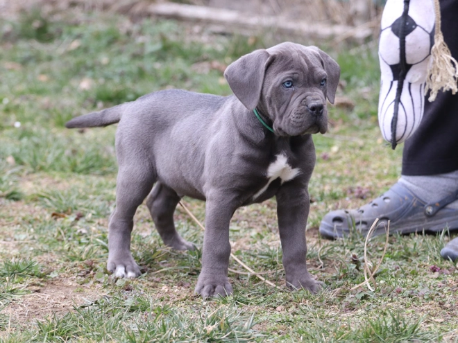 Italian Mastiff puppy for sale