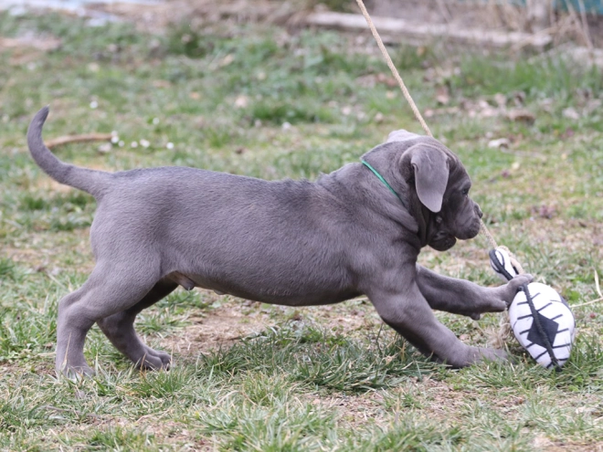 Italian Mastiff puppy for sale