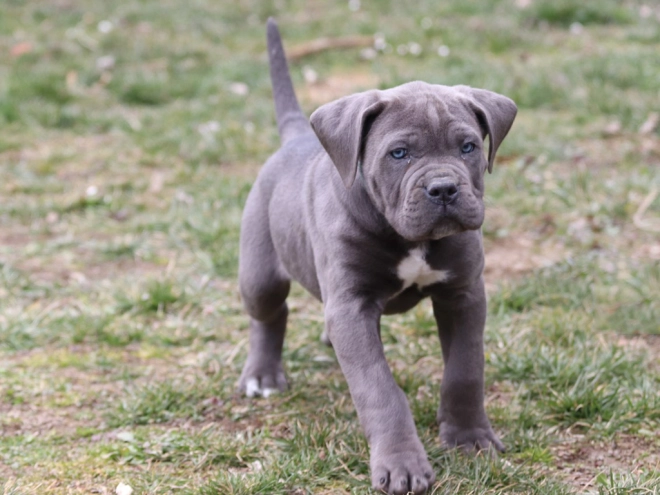 Italian Mastiff puppy for sale
