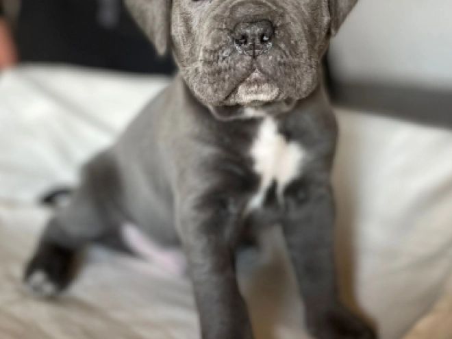 Italian Mastiff puppy for sale