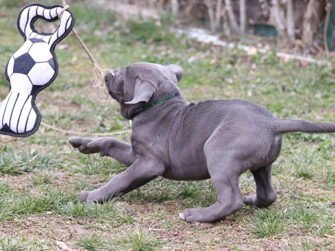 Italian Mastiff puppy for sale