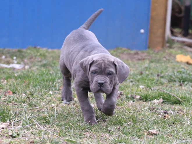 Italian Mastiff puppy for sale