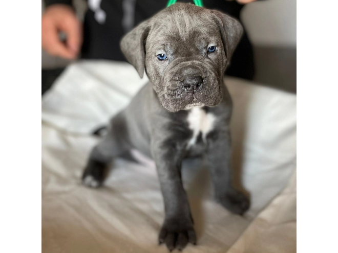 Italian Mastiff puppy for sale