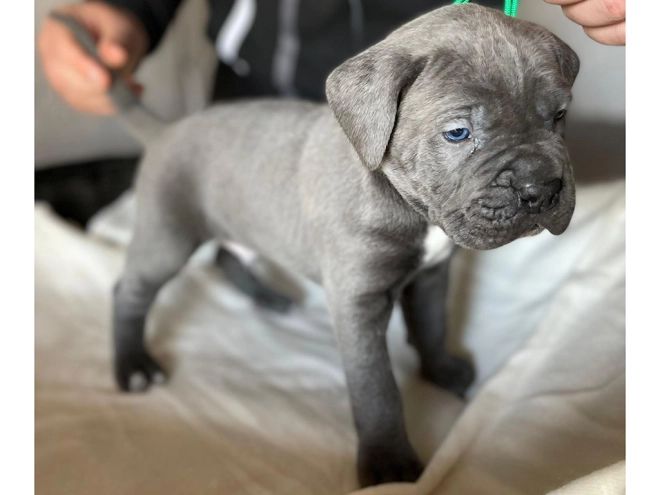 Italian Mastiff puppy for sale
