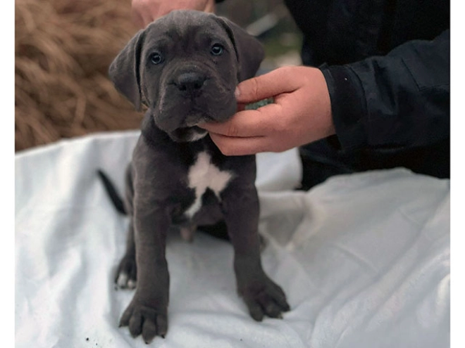 Italian Mastiff puppy for sale