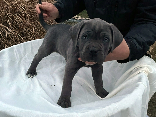 Italian Mastiff puppy for sale