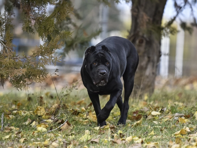 Italian Mastiff puppy for sale