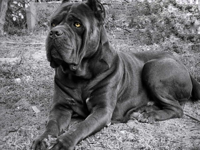 Italian Mastiff puppy for sale