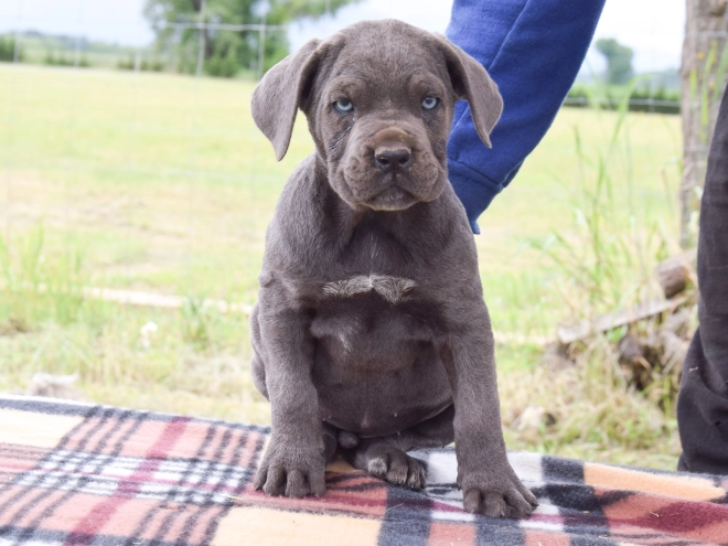 Cane Corso Italiano Welpe kaufen