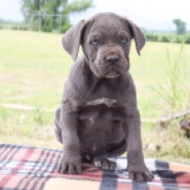 Gwen, grey Cane Corso Italiano Welpen kaufen