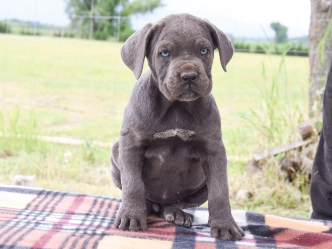 Cane Corso Italiano Welpe kaufen