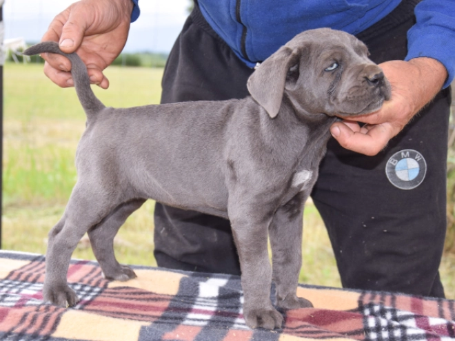 Cane Corso Italiano Welpe kaufen