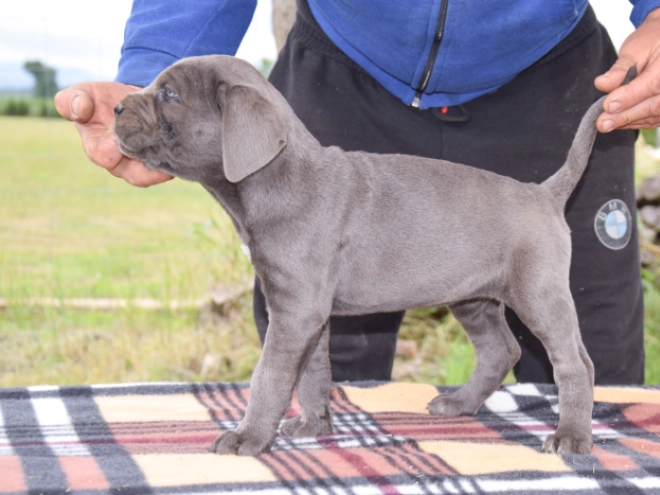 Cane Corso Italiano Welpe kaufen