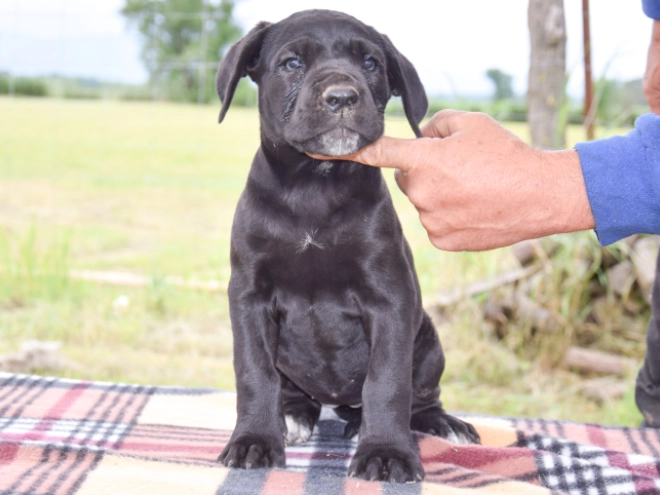 Cane Corso Italiano Welpe kaufen