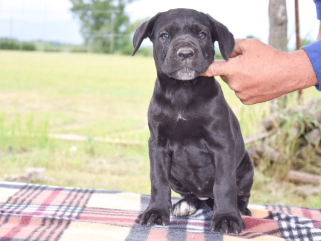 Cane Corso Italiano Welpe kaufen