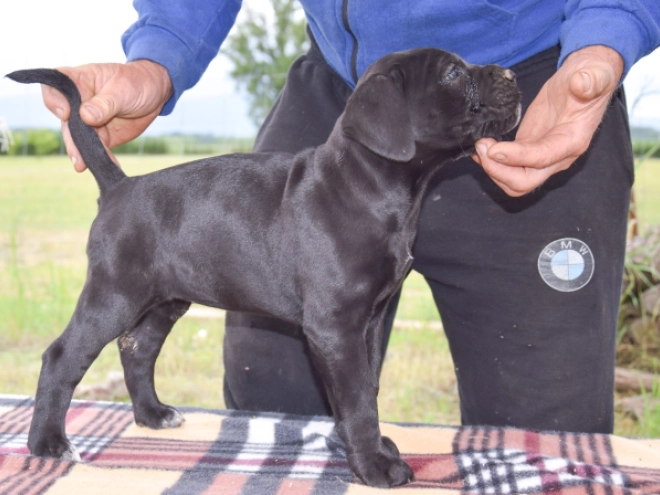 Cane Corso Italiano Welpe kaufen