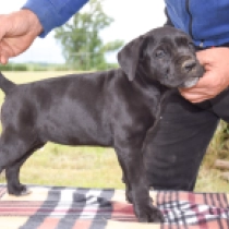 Cherle, black Cane Corso Italiano Welpen kaufen