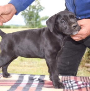 Cane Corso Italiano Welpe kaufen