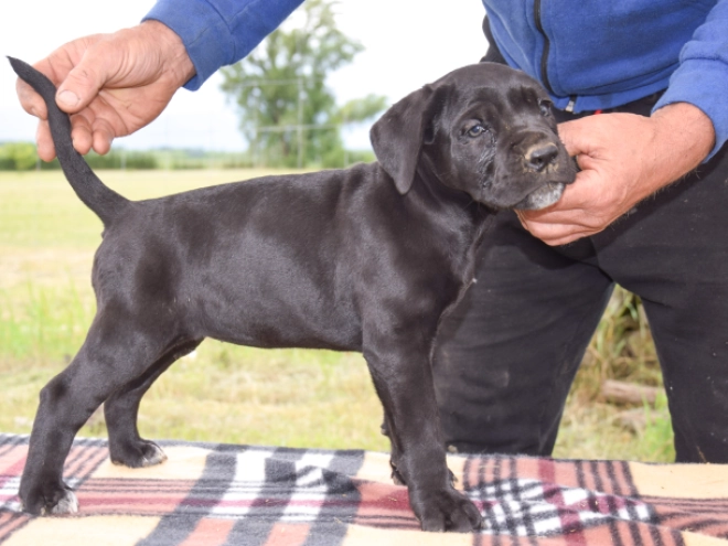 Cane Corso Italiano Welpe kaufen