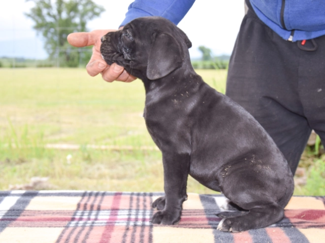 Cane Corso Italiano Welpe kaufen