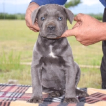 Nikki, grey Italian Mastiff for sale